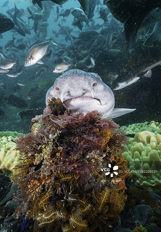 南非福斯湾，一条条纹睡衣鲨鱼在珊瑚礁上游动。图片素材