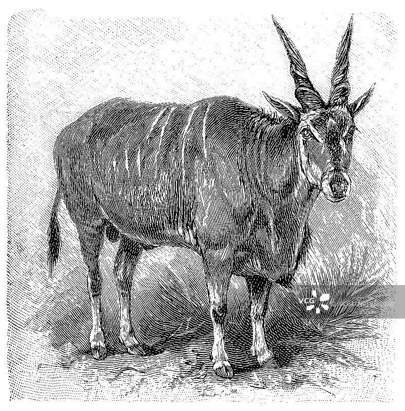 大羚羊一种普通大羚羊(牛角羚)，也被称为南方大羚羊或大羚羊图片素材