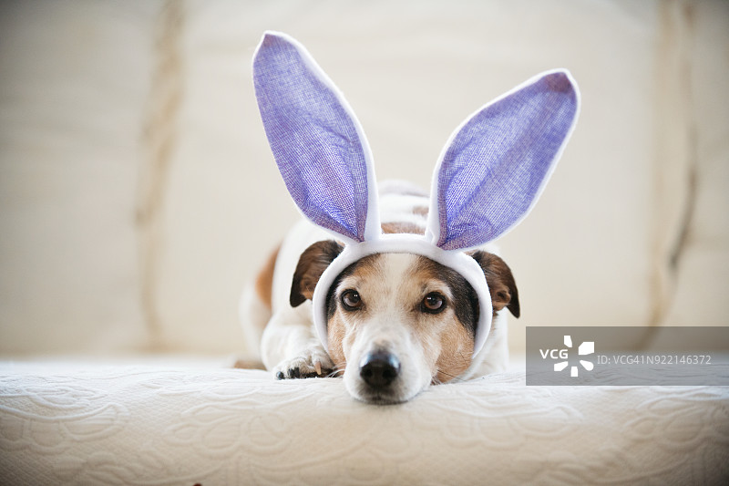 可爱的杰克罗素狗戴着兔子耳朵复活节假期图片素材