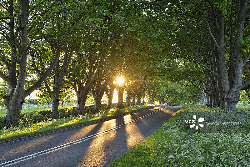 在温伯恩附近，山毛榉树排列着一条阳光明媚的道路。温伯恩，多塞特，英格兰，英国。图片素材
