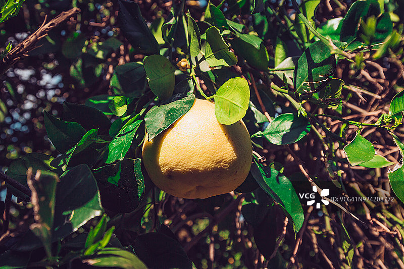 柑橘种植园树上的葡萄柚图片素材