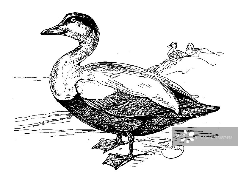古董童书插图:鸭子图片素材