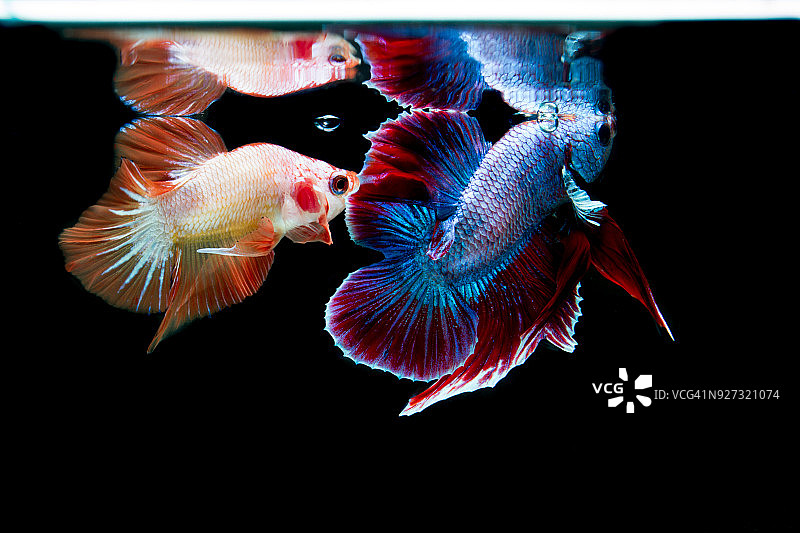 斗鱼(半月鱼)或暹罗斗鱼和对比颜色图片素材