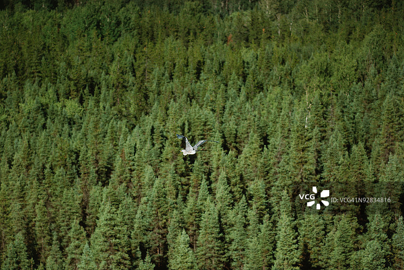 鸟飞过森林，加拿大图片素材