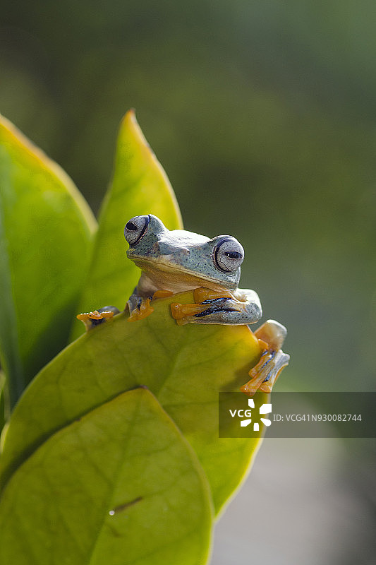 绿色树蛙坐在树叶上，西爪哇，印度尼西亚图片素材