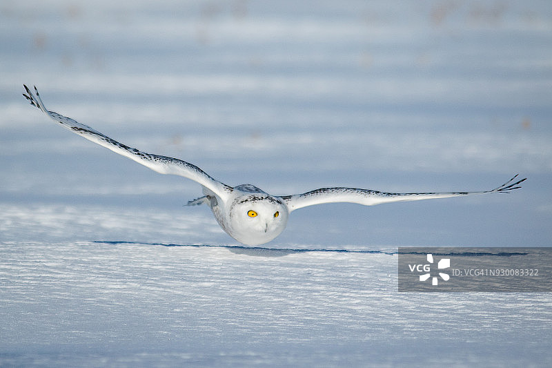 雪鸮飞近地面，蒙特利尔，魁北克，加拿大图片素材