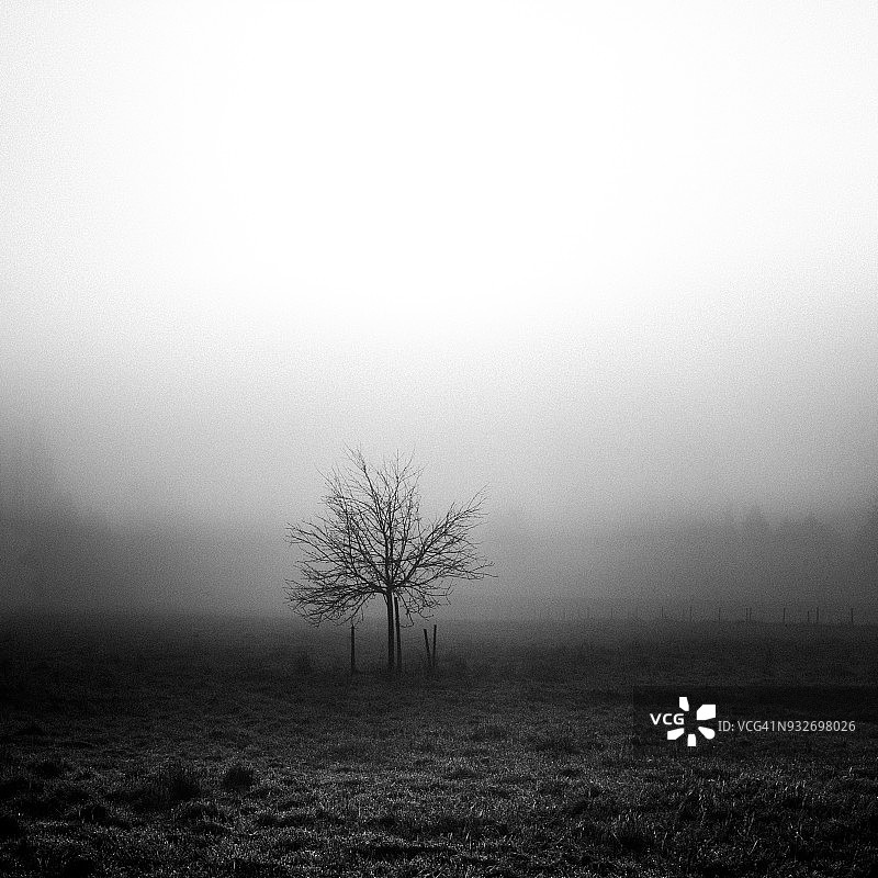 雾天里田野上的剪影树图片素材