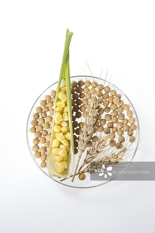 培养皿中的大豆、小麦和玉米图片素材