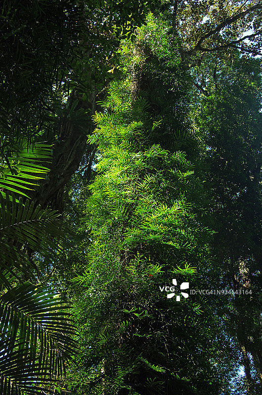 澳大利亚新南威尔士州多里戈国家公园树干上的攀援蕨类植物图片素材
