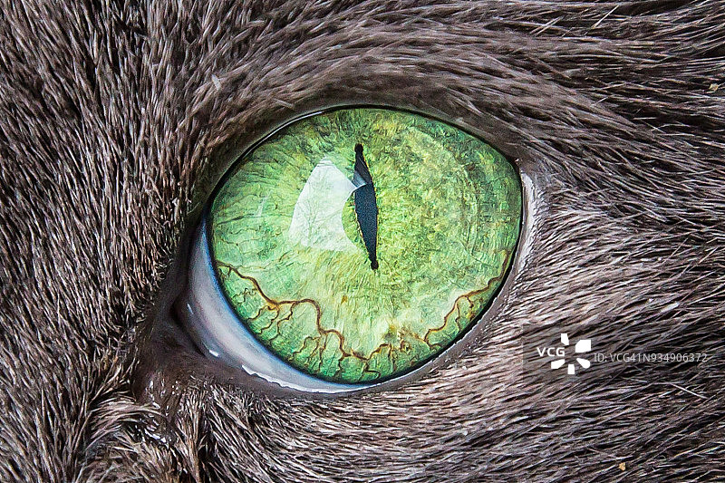 猫的眼睛特写绿色的眼睛猫图片素材
