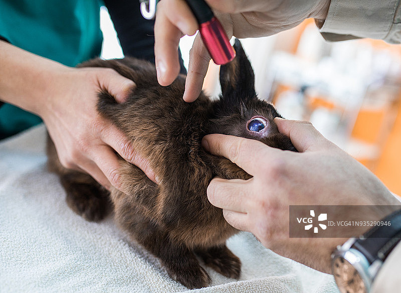不认识的兽医在医院检查兔子的眼睛。图片素材