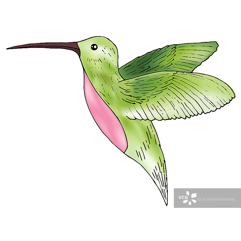 蜂鸟插图，colibri鸟图片素材