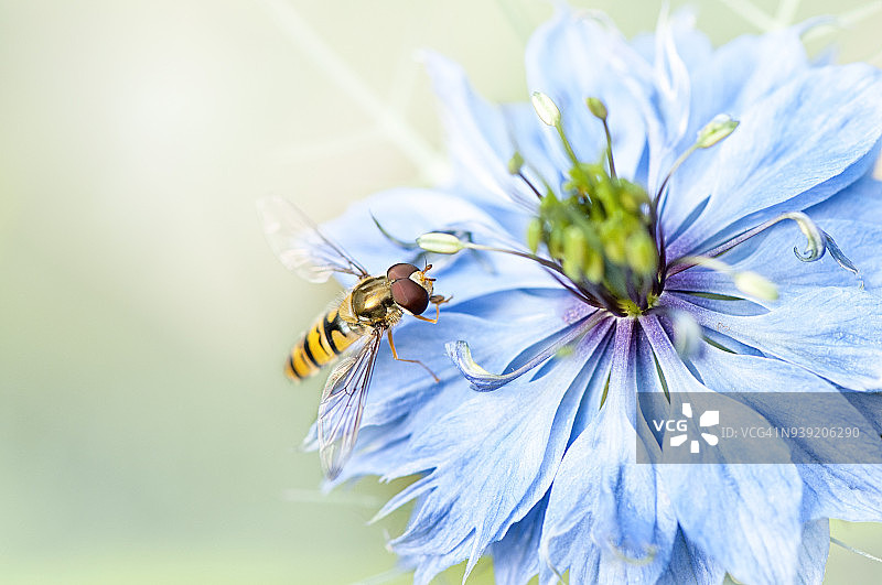 这是一只盘旋蝇收集奈杰拉蓝花花粉的特写照片，奈杰拉蓝花也被称为雾中的爱图片素材