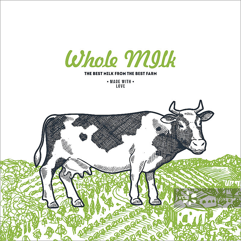 绿色田野上的奶牛。牛奶设计模板。矢量图图片素材