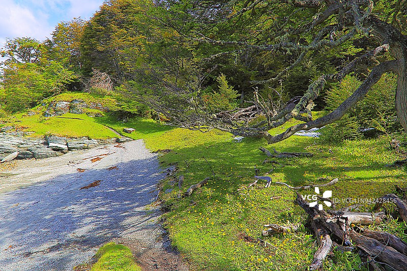 乌斯怀亚-火地岛，阿根廷，在幽静的绿色景观中放松图片素材