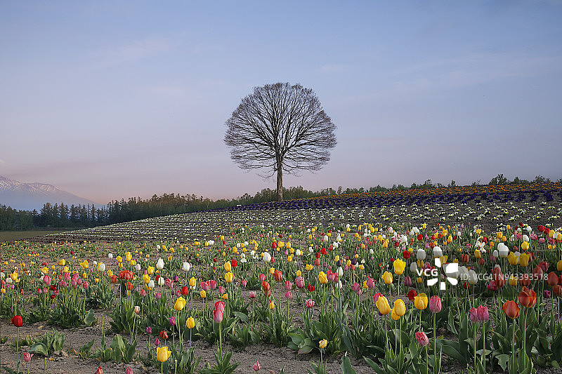 北海道美丽的郁金香季节图片素材