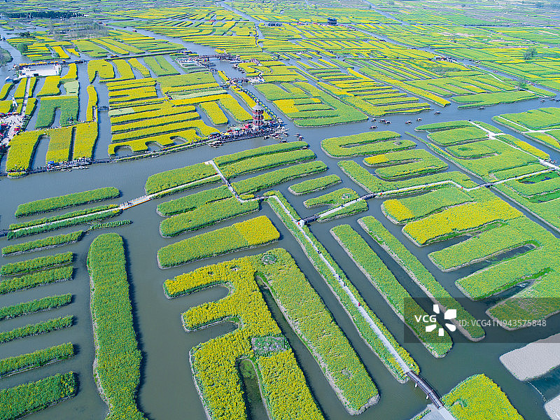 鸟瞰油菜花海，一片农田。江苏,中国图片素材