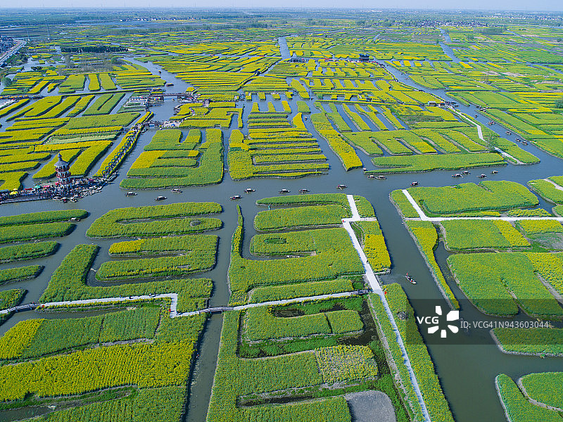 鸟瞰油菜花海，一片农田。江苏,中国图片素材