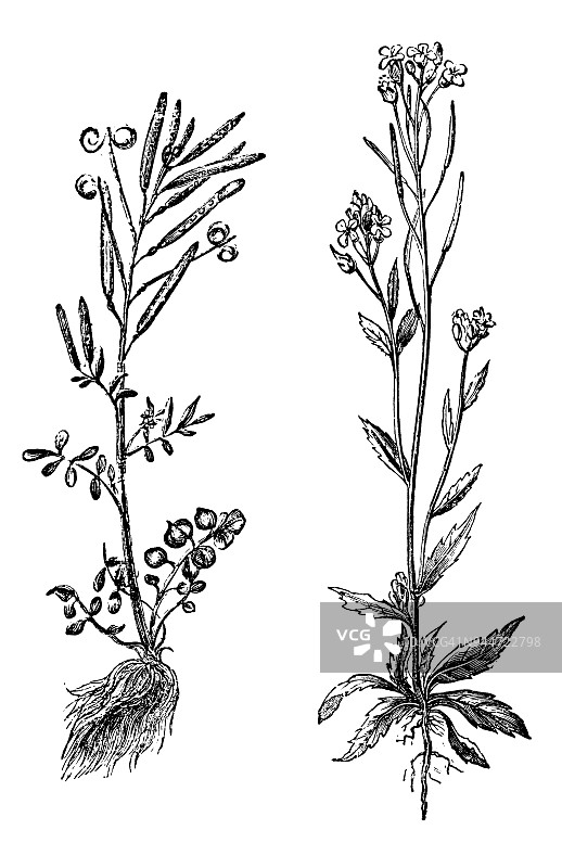 植物学植物仿古雕刻插图:碎米(苦水芹)和西西姆(海ecress)图片素材