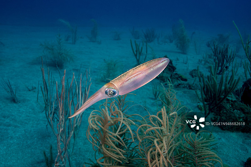 一只加勒比海暗礁乌贼在海扇中图片素材