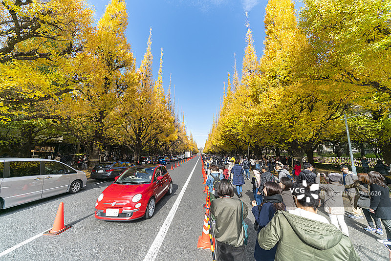 2017年11月26日，在日本东京千代田区神宫Gaien，人们在蓝天下拍摄银杏树。图片素材