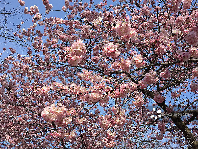 樱花在晴朗的蓝天下盛开图片素材