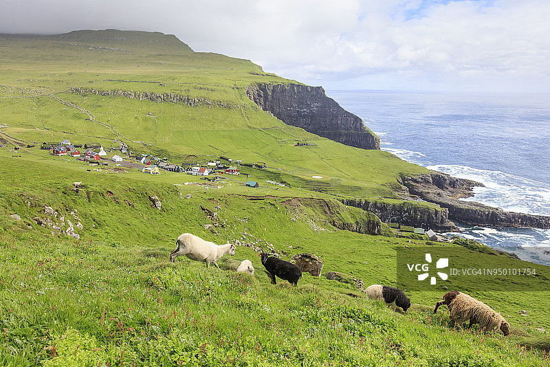 法罗群岛牧场上的绵羊图片素材