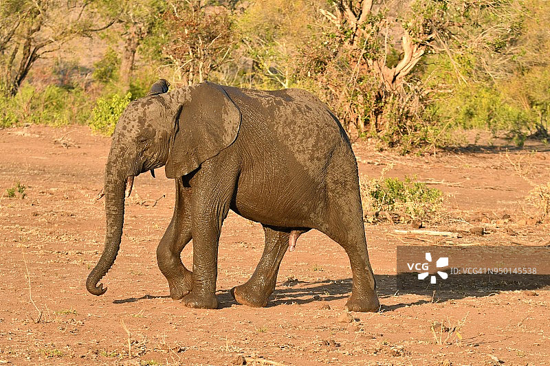 大象宝宝在非洲的摄影旅行中行走图片素材
