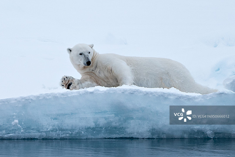 北极熊对着镜头挥手图片素材