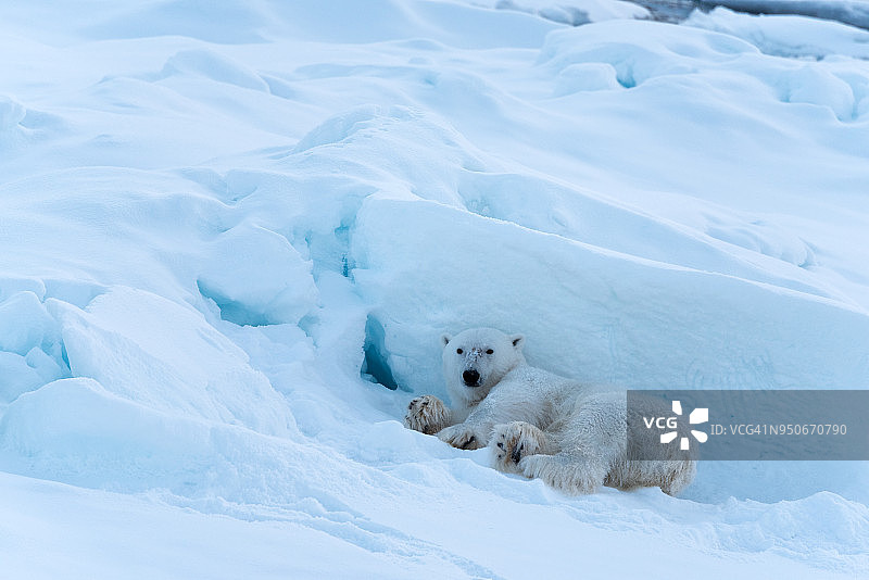 北极熊躺在雪地里图片素材