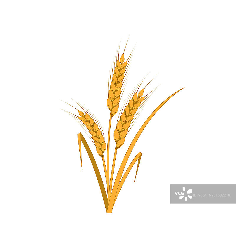 小麦的耳朵。图片素材
