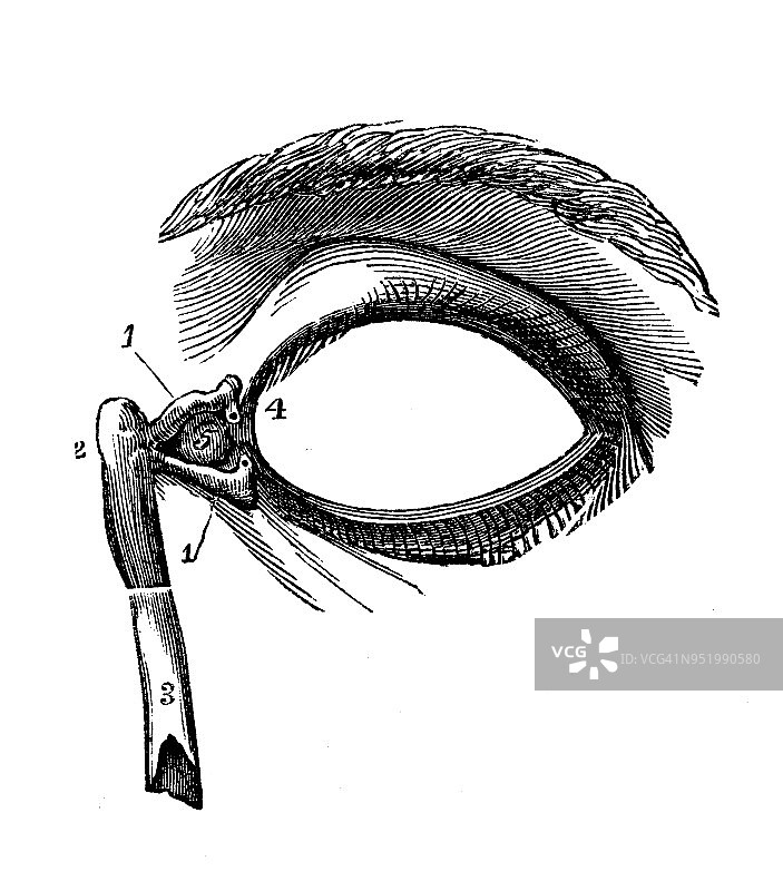 人体解剖学古董插图:眼睛图片素材