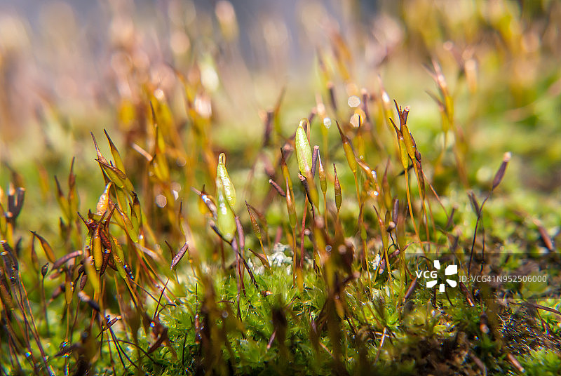 地毯苔藓、角质层或小植物的配子体和孢子体开始生长图片素材
