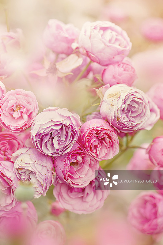 在朦胧的阳光下，美丽的粉色夏日玫瑰，以柔和的背景拍摄的图像图片素材
