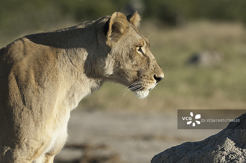 狮子，萨乌提，丘比国家公园，博茨瓦纳图片素材