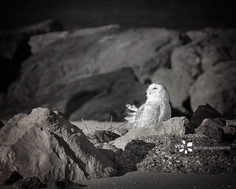 戏剧性的黑白肖像雪鸮对岩石图片素材