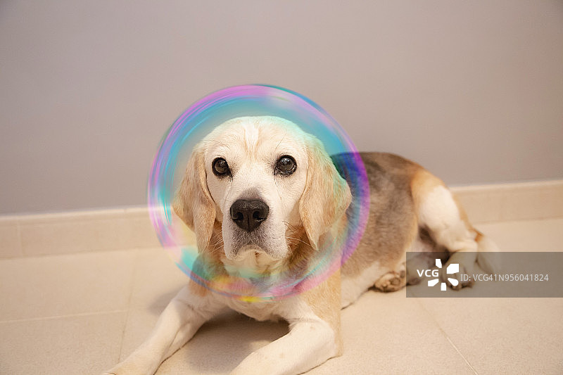 美丽的比格尔犬与泡沫保护，防止昆虫和疾病。利什曼病。图片素材