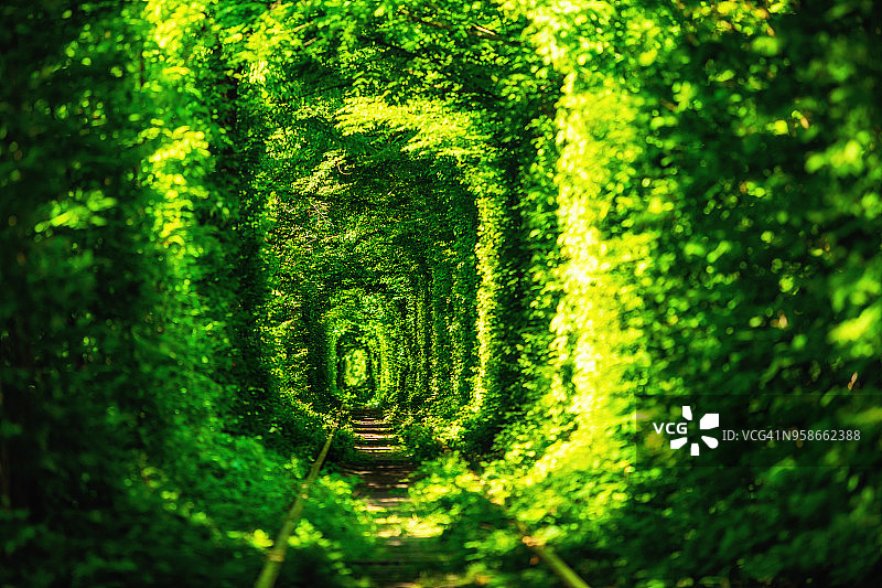 绿色隧道的树木在森林里。爱的隧道。Klevan,乌克兰。图片素材