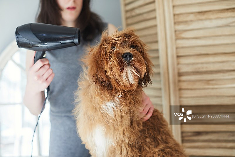 一个女人正在给她的宠物狗梳洗图片素材