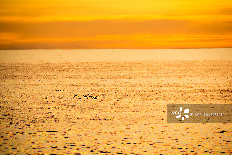 五只鸟飞过水面，橙色的落日图片素材
