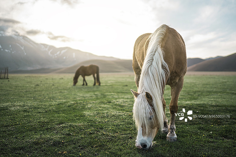 马在山旁的田野上吃草图片素材