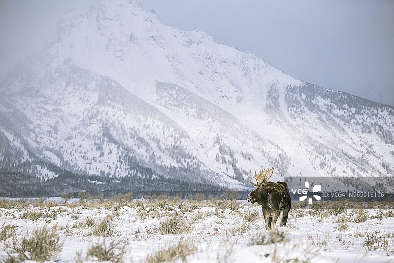 驼鹿站在白雪覆盖的田野上图片素材