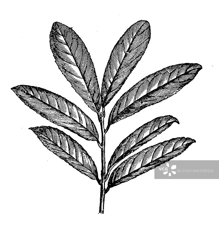 植物学植物仿古雕刻插图:月桂树、樱桃月桂、普通月桂树图片素材