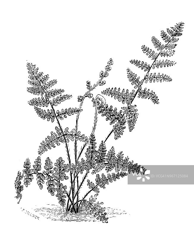 植物学植物仿古雕刻插图:克利夫兰、克利夫兰、克利夫兰唇蕨图片素材