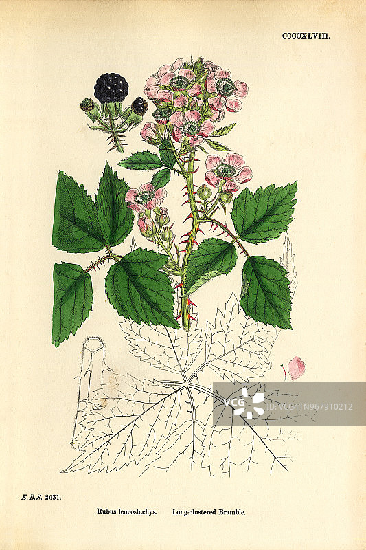 长丛灌木，悬钩子，维多利亚植物学插图，1863年图片素材