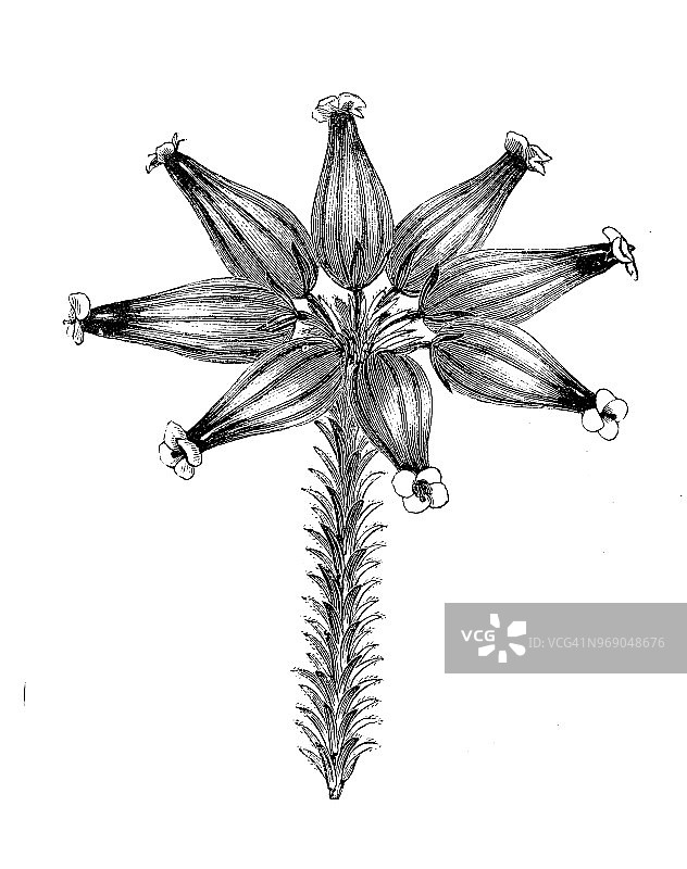 植物学植物仿古雕刻插图:爱丽卡·费里安娜图片素材
