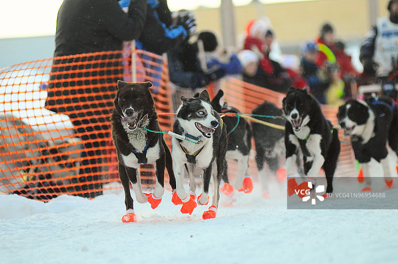 雪橇犬比赛图片素材