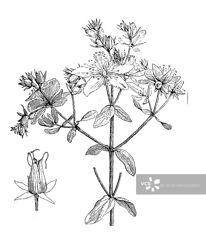 植物学植物仿古雕刻插图:贯叶连翘、贯叶连翘图片素材