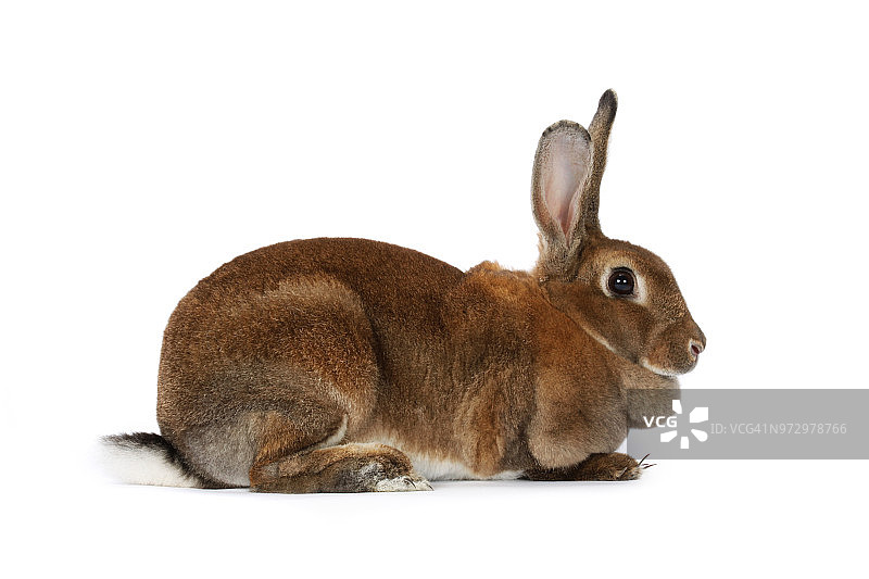 嗅探兔孤立在白色背景图片素材
