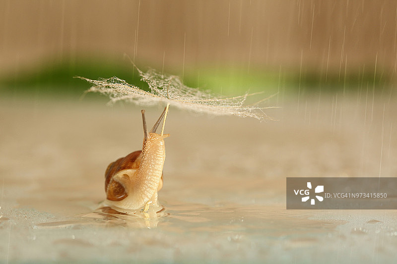 雨中的蜗牛图片素材